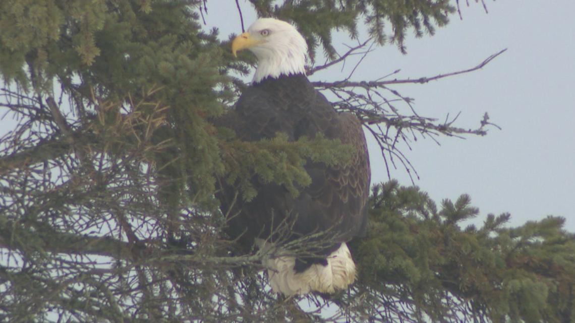SPCA Serving Erie County releases Bald Eagle