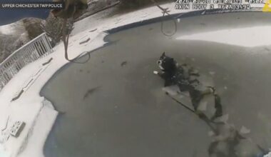 Video captures dog being rescued from frozen pool in Delaware County, Pennsylvania