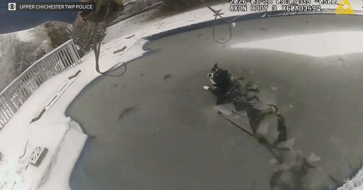 Video captures dog being rescued from frozen pool in Delaware County, Pennsylvania
