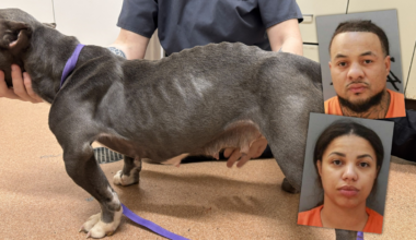 18 malnourished dogs seized, two people arrested after animal cruelty investigation in Erie