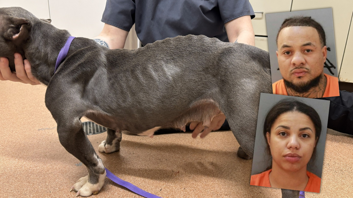 18 malnourished dogs seized, two people arrested after animal cruelty investigation in Erie