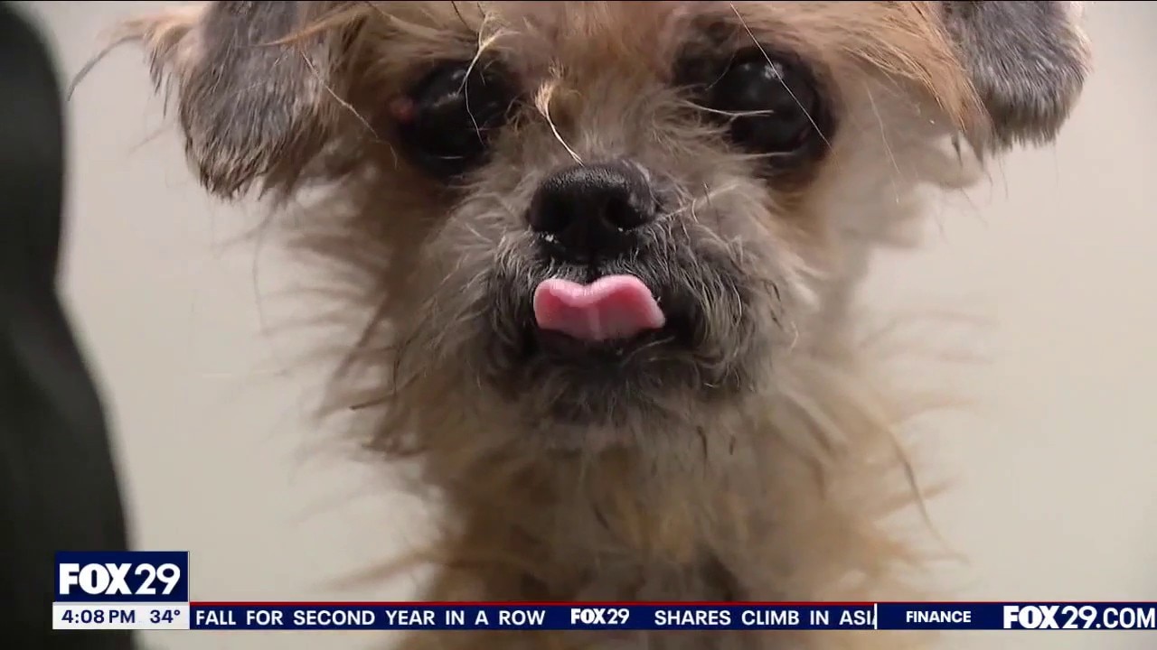 Dog found in West Philly trash gets second chance