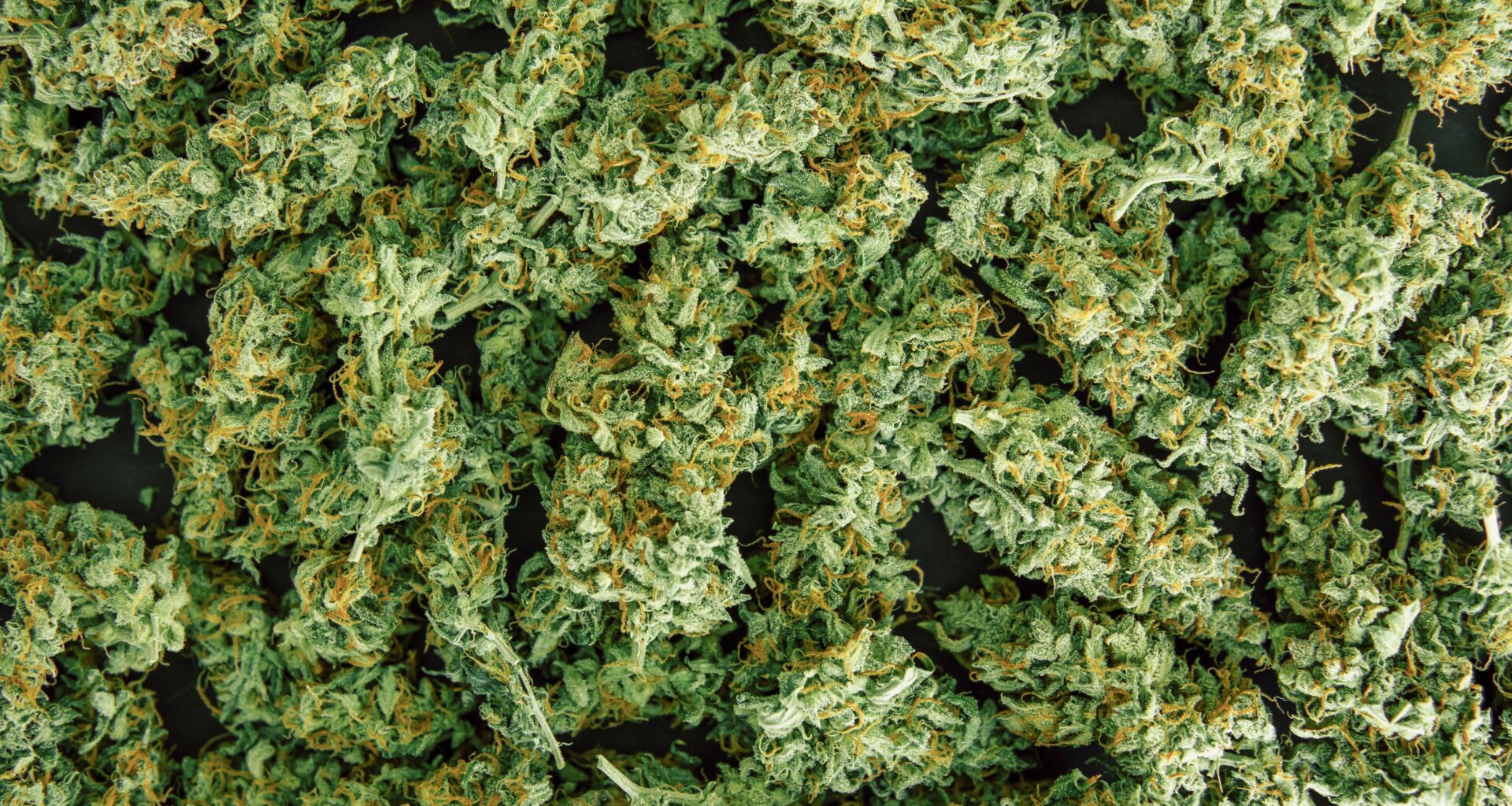 New Curaleaf Millcreek Dispensary Location Opens | Cannabis Science and Technology