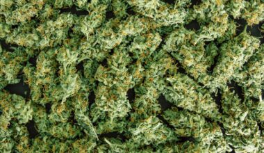 New Curaleaf Millcreek Dispensary Location Opens | Cannabis Science and Technology