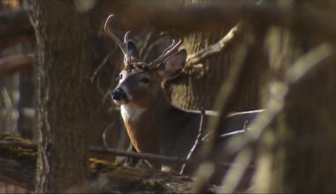 Pa. Board of Game Commissioners will consider change to start of firearms deer season at meeting next week
