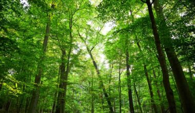 Hunter accidentally shoots man with arrow in Cheltenham Township