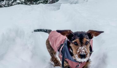 As winter storm hits western Pennsylvania, vets urge pet owners to take precautions