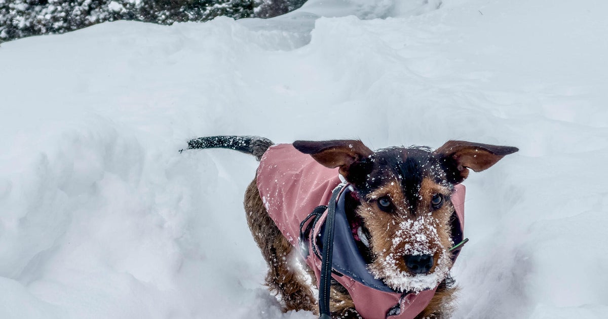As winter storm hits western Pennsylvania, vets urge pet owners to take precautions