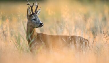 Man hunting deer in Pennsylvania injured after another hunter shot him with arrow, police say