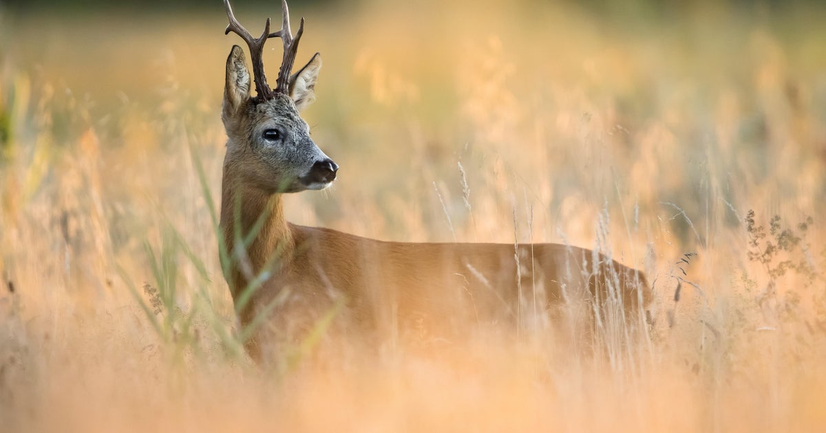 Man hunting deer in Pennsylvania injured after another hunter shot him with arrow, police say