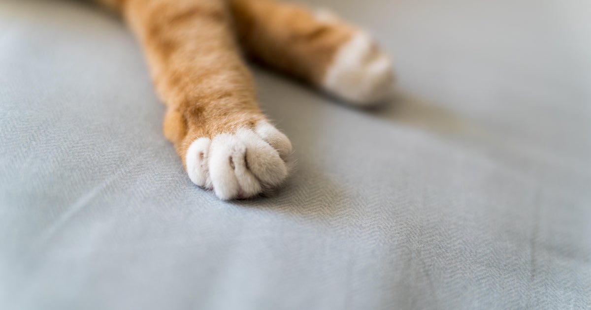 Westmoreland County woman charged with abandoning 12 cats after eviction