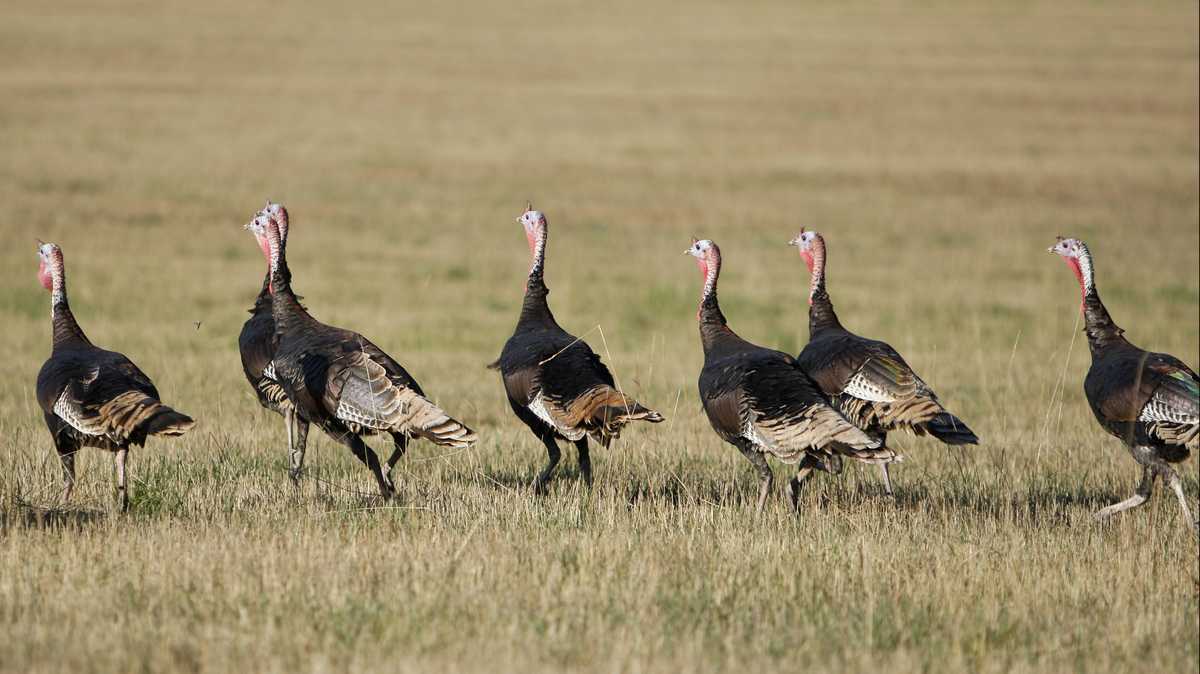 Pa. Game Commission asks residents to report turkey flock sightings