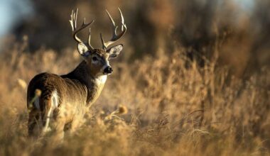 PA Game Commission to discuss moving start of deer season