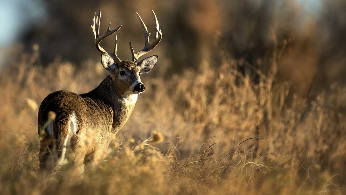 PA Game Commission to discuss moving start of deer season