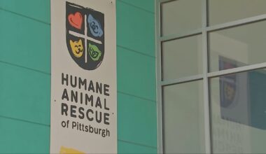 Humane Animal Rescue pauses cat intake, adoption areas at North Side shelter due to case of disease – WPXI