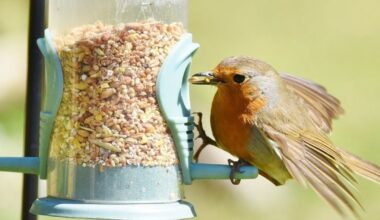 Most commonly seen birds in Pennsylvania – WPXI