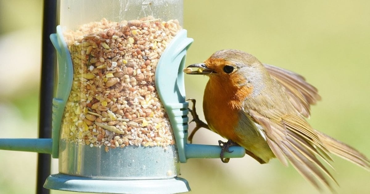 Most commonly seen birds in Pennsylvania – WPXI