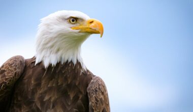 Nest camera gives live look at bald eagle pair in Pittsburgh – WPXI
