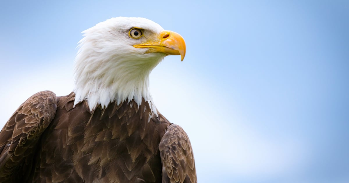 Nest camera gives live look at bald eagle pair in Pittsburgh – WPXI