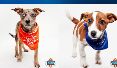 Paws Across Pittsburgh sending 2 puppies to Puppy Bowl XXII – WPXI