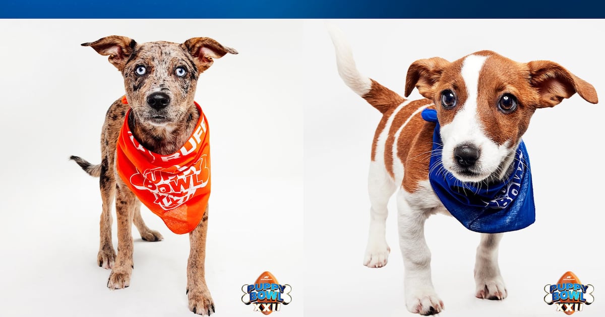 Paws Across Pittsburgh sending 2 puppies to Puppy Bowl XXII – WPXI
