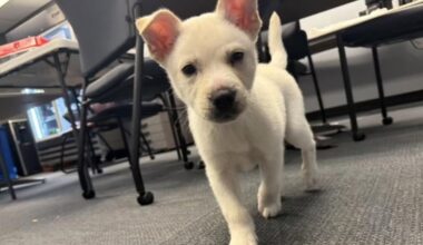 Puppy preparing for adoption after former owner allegedly closed it inside suitcase in Pittsburgh – WPXI