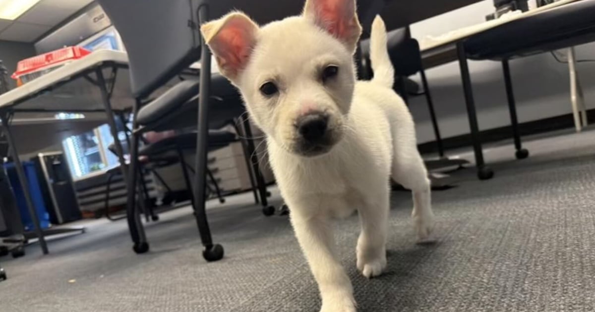 Puppy preparing for adoption after former owner allegedly closed it inside suitcase in Pittsburgh – WPXI