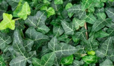 Invasive English Ivy Education, Removal Events Planned In Lower Merion​