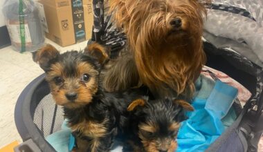 9 yorkies rescued after owner dies: ACCT Philly