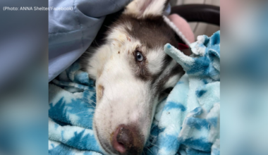 Frostbitten puppy found in crate under Erie bridge