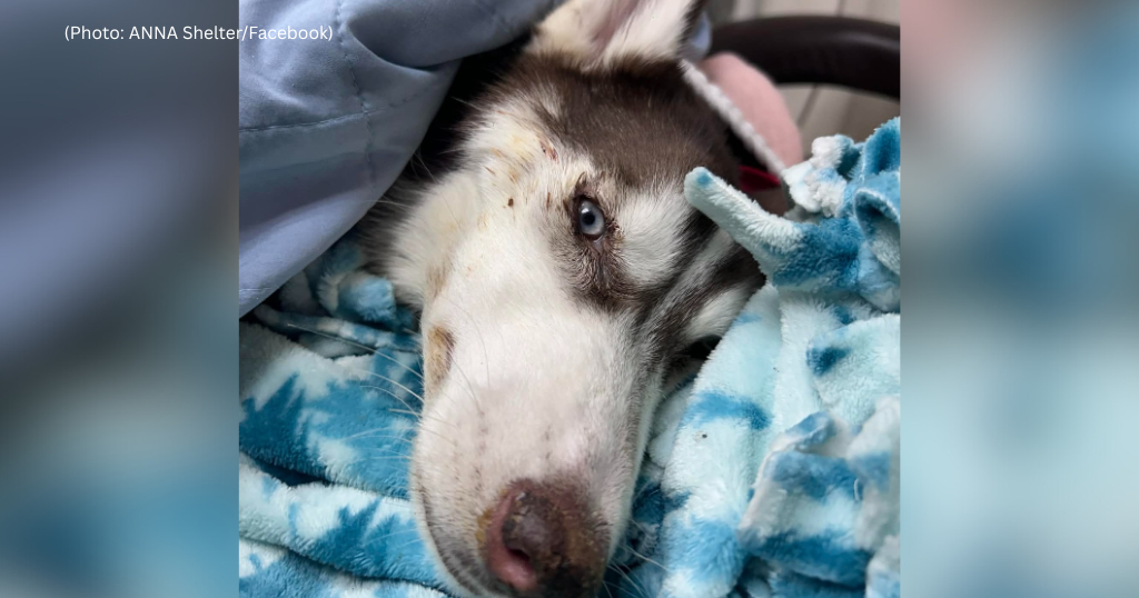 Frostbitten puppy found in crate under Erie bridge