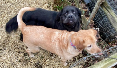 Armstrong County humane officers rally volunteers to help older woman and her 2 big dogs