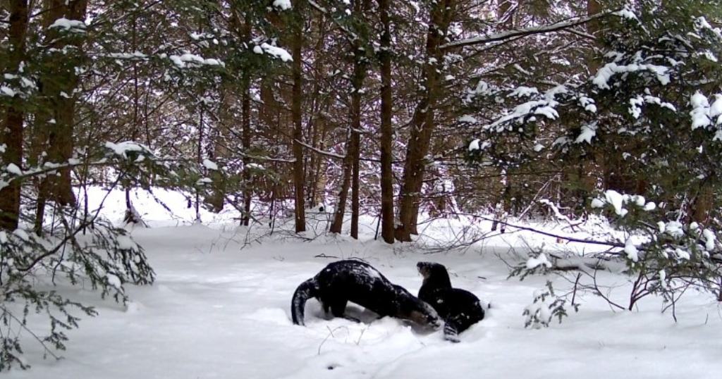 Otters captured on trail cam playing in snow at Pennsylvania state park