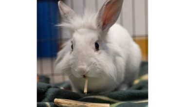 Meet Lucy: Lower Bucks Countys Shelter Pet Of The Week