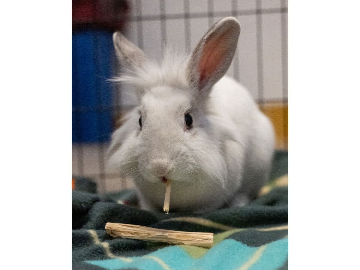 Meet Lucy: Lower Bucks Countys Shelter Pet Of The Week