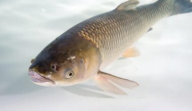 Michigan State University study focusing on grass carp that menace Lake Erie