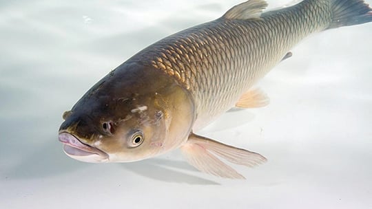 Michigan State University study focusing on grass carp that menace Lake Erie