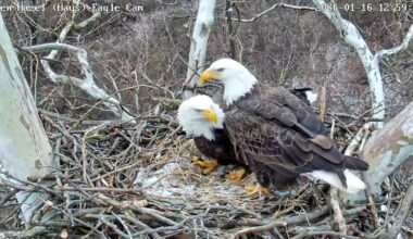 Camera installed at new nest of beloved Pittsburgh eagles