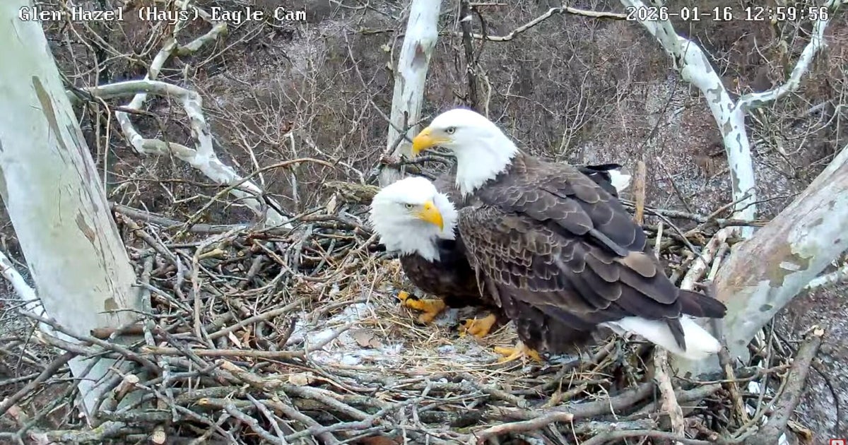 Camera installed at new nest of beloved Pittsburgh eagles