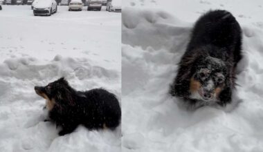 Puppy enjoys first ever snow day in Western Pennsylvania