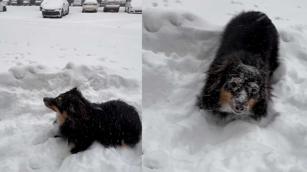 Puppy enjoys first ever snow day in Western Pennsylvania