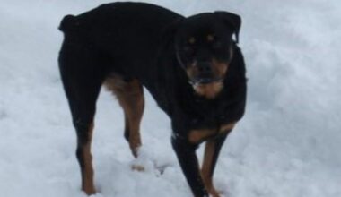 Pennsylvania woman's beloved dog disappears after her mysterious shooting