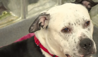 The City of Latrobe has a new partnership with a no-kill nonprofit for animal control service