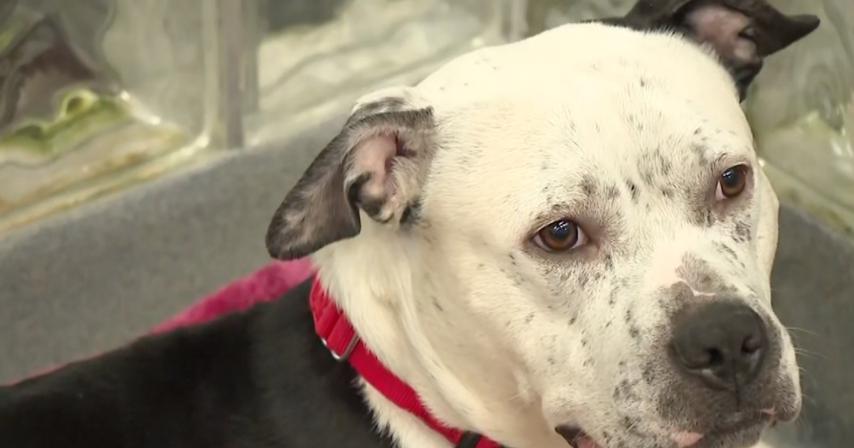 The City of Latrobe has a new partnership with a no-kill nonprofit for animal control service