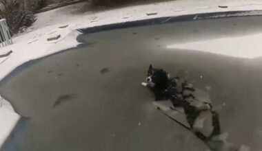 Pennsylvania police rescue dog from partially frozen pool