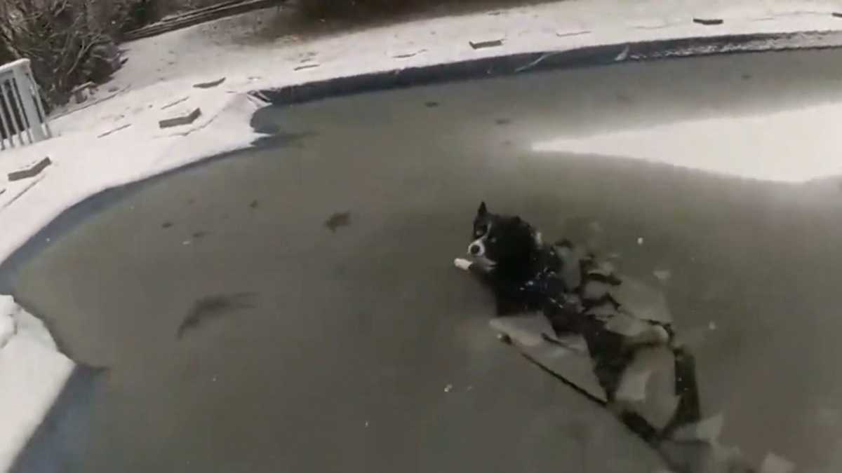 Pennsylvania police rescue dog from partially frozen pool