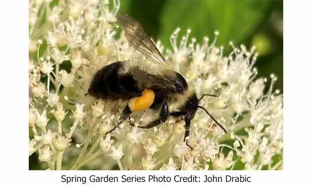 Spring Garden Webinar Series