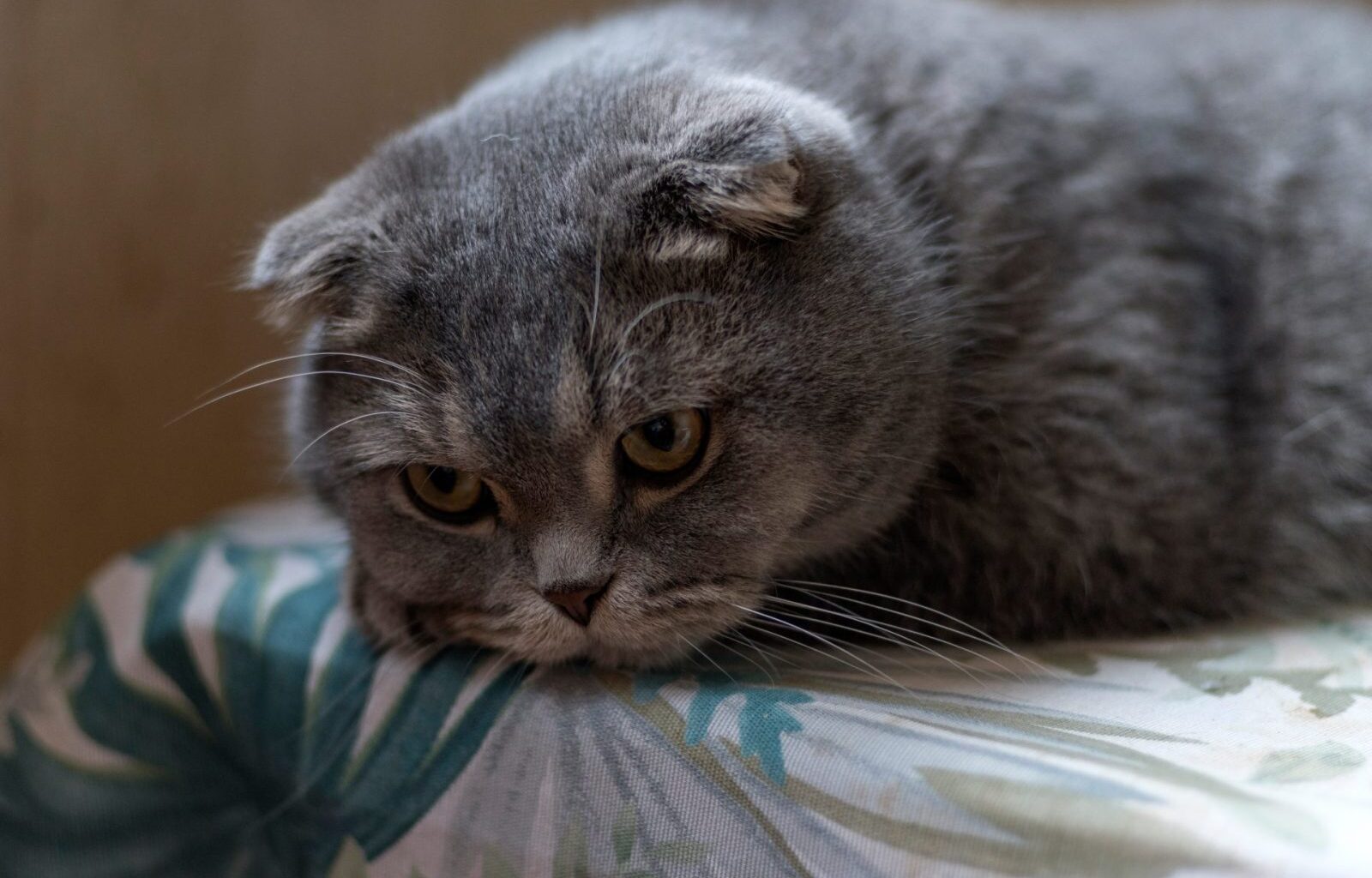 Pennsylvania Man Allegedly Killed Family Cat and Must Be Banned From Owning Animals – One Green Planet