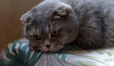 Pennsylvania Man Allegedly Killed Family Cat and Must Be Banned From Owning Animals – One Green Planet