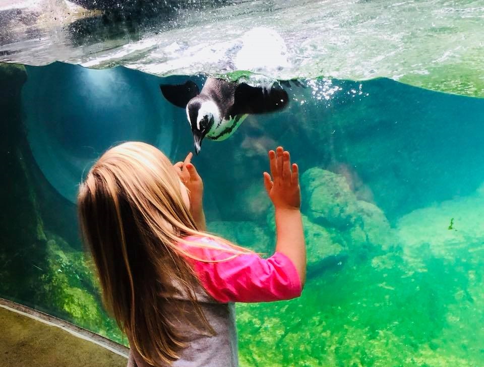 10 weekend events for Pittsburgh-area families Jan 23-25: World of Wheels, PirateFest and much more